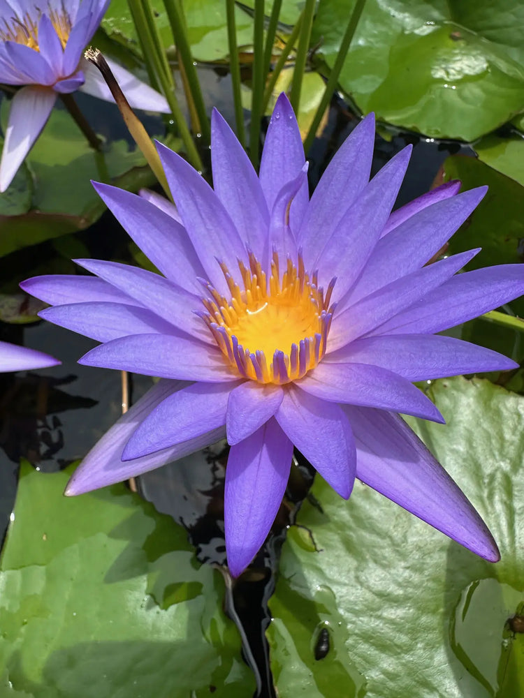 Close-up of a vibrant purple lotus water lily flower in full bloom with golden yellow center, green lily pads on water